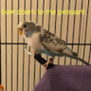 Meet your Posher, Alexandra